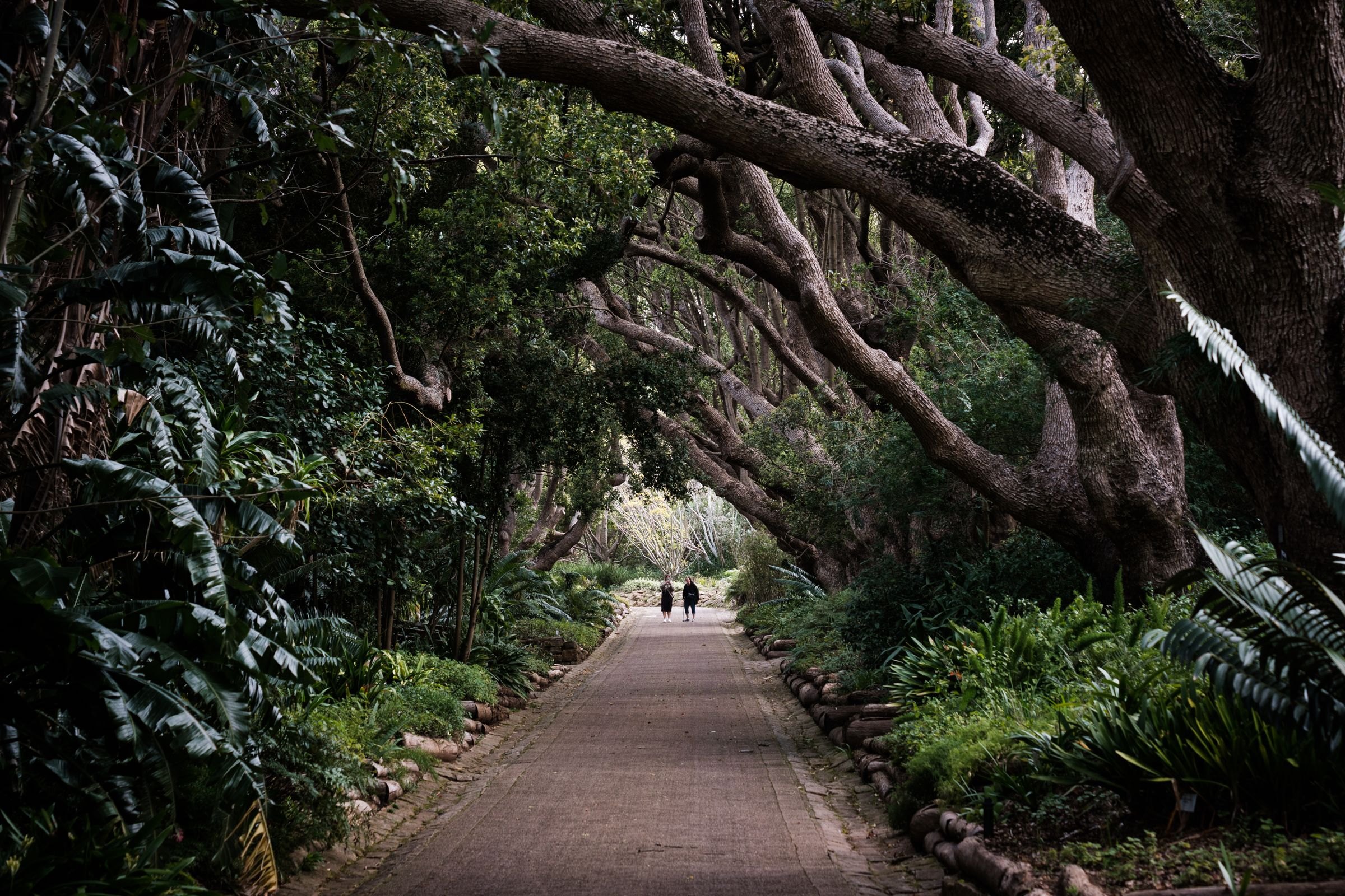 A tree-lined walkway in Kirstenbosch, Cape Town
