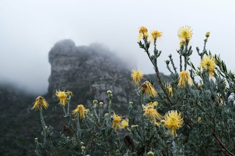 Wildflowers below misty mountains in Kirstenbosch