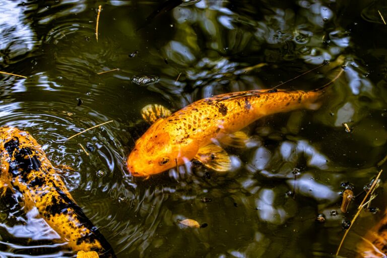 Koi swimming in a Japanese garden pond