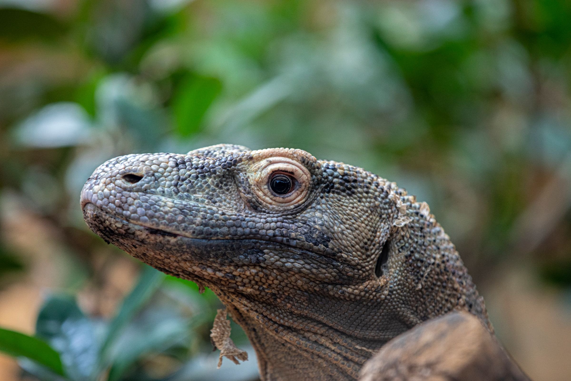 A Komodo dragon