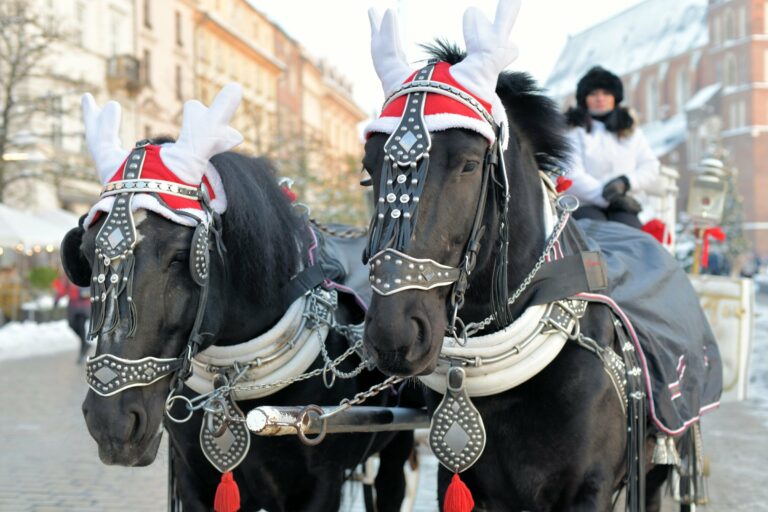Festively decorated horses in Kraków