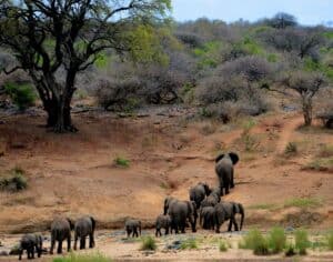 A herd of elephants in Kruger National Park, South Africa