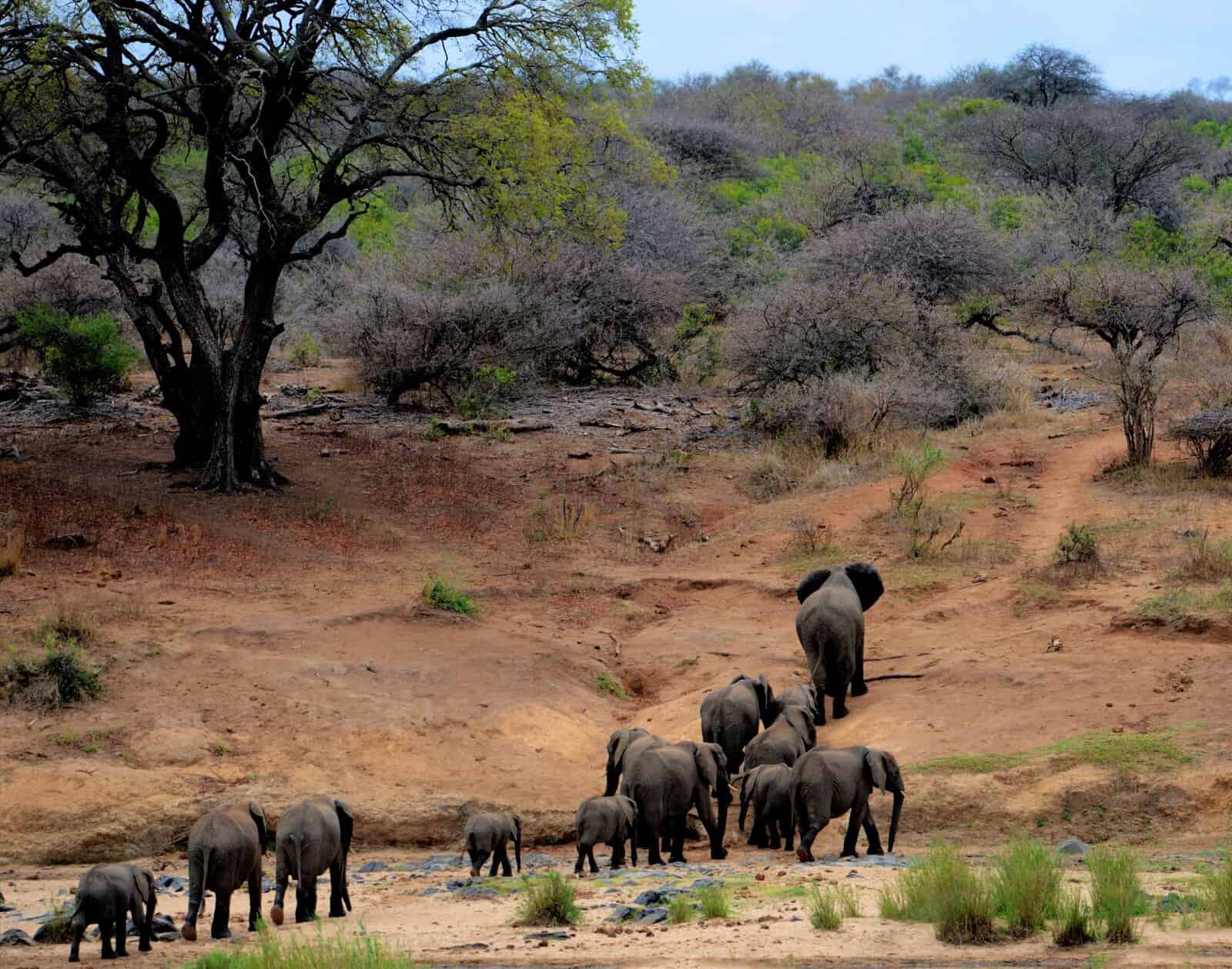 A herd of elephants in Kruger National Park, South Africa