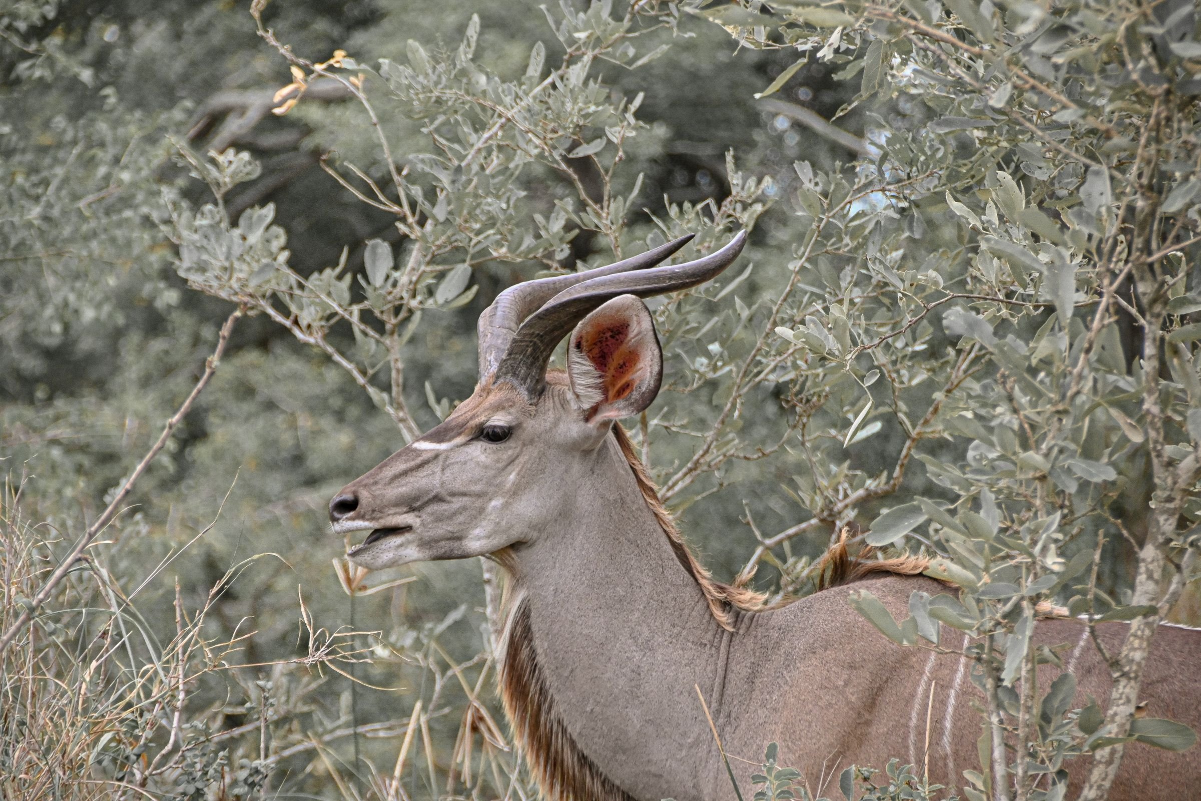 A kudu in the South African bush