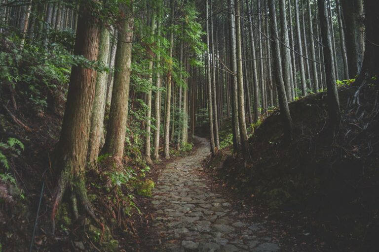 A stone path through a cedar forest