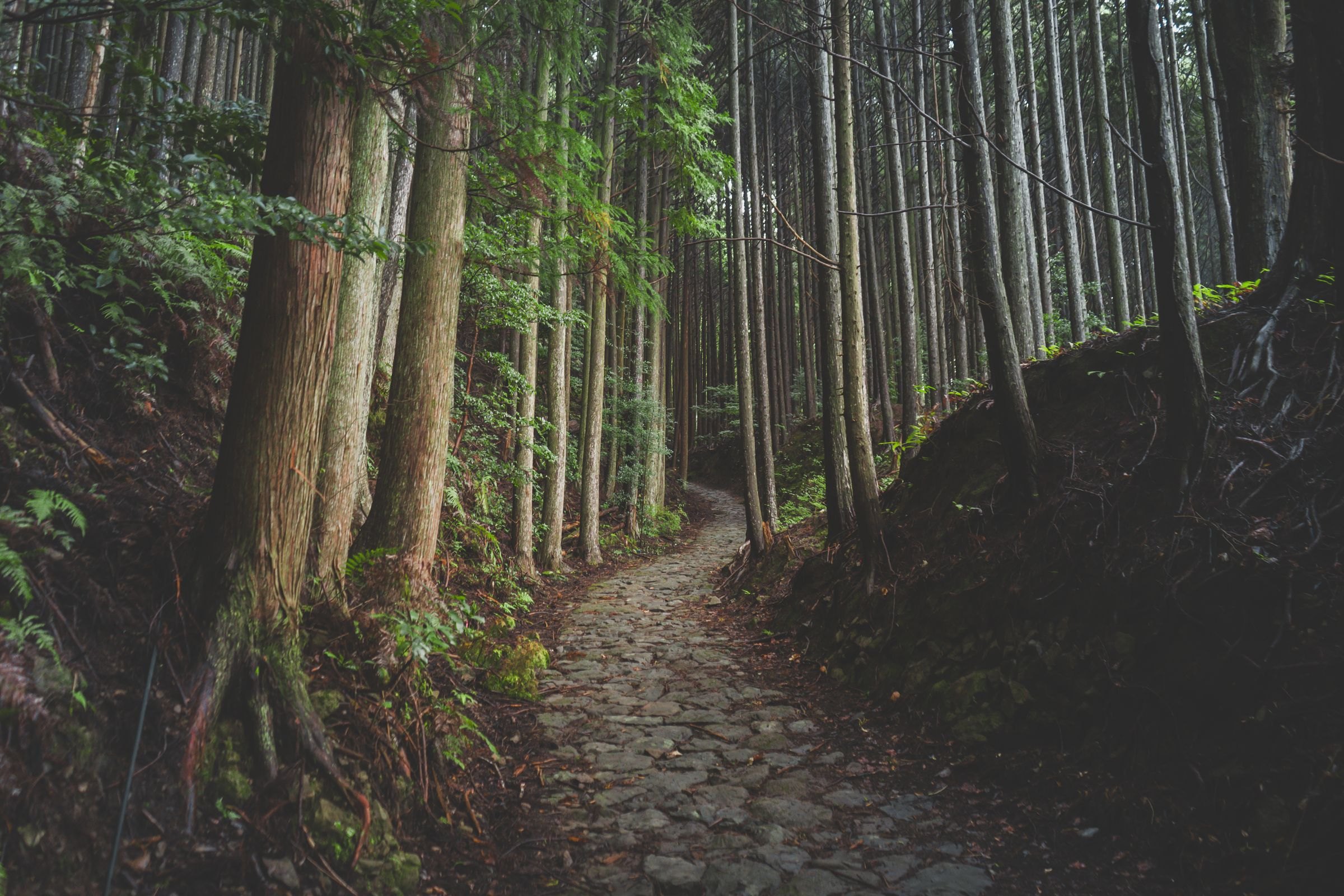 A stone path through a cedar forest