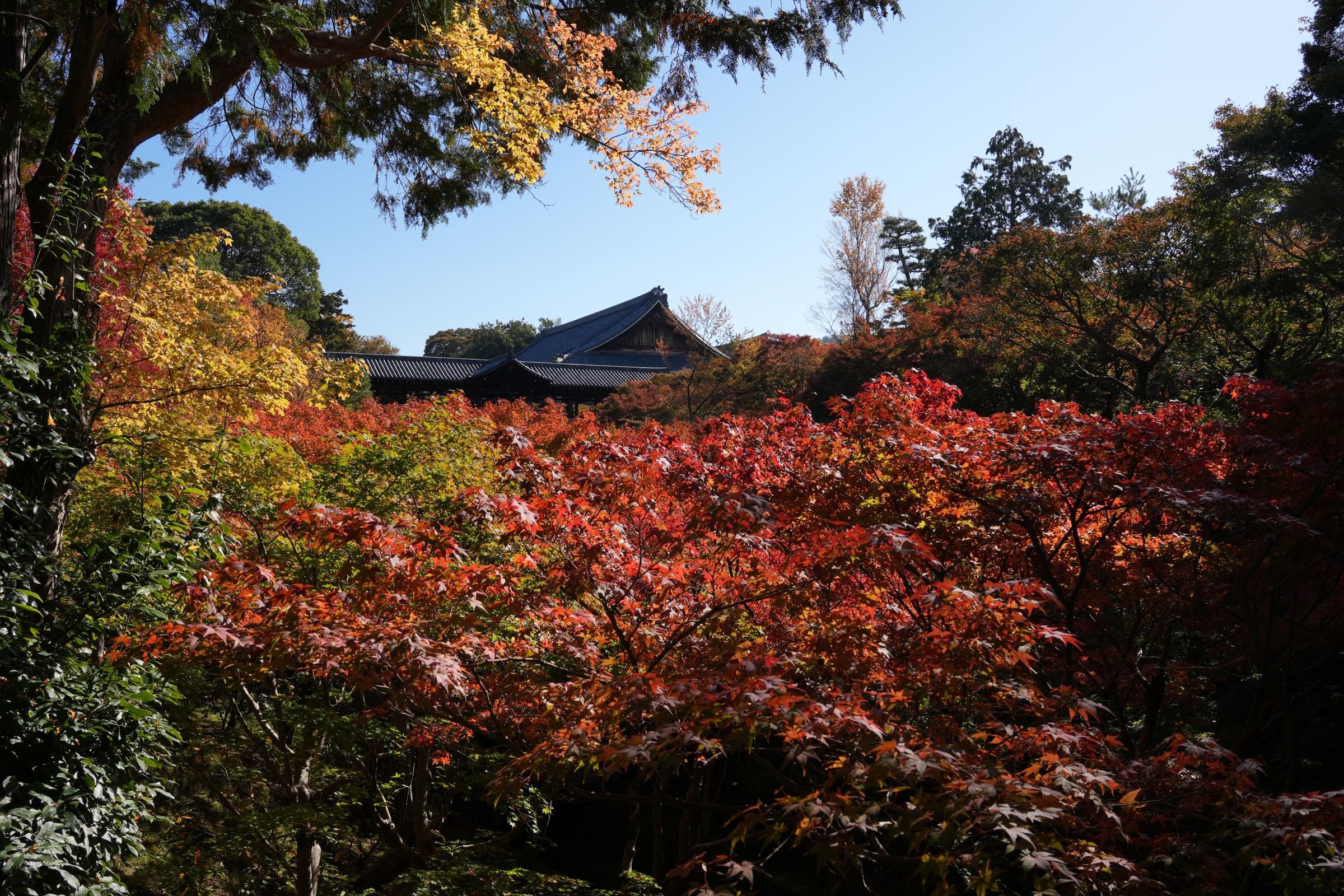 Autumn colours at a Kyoto temple