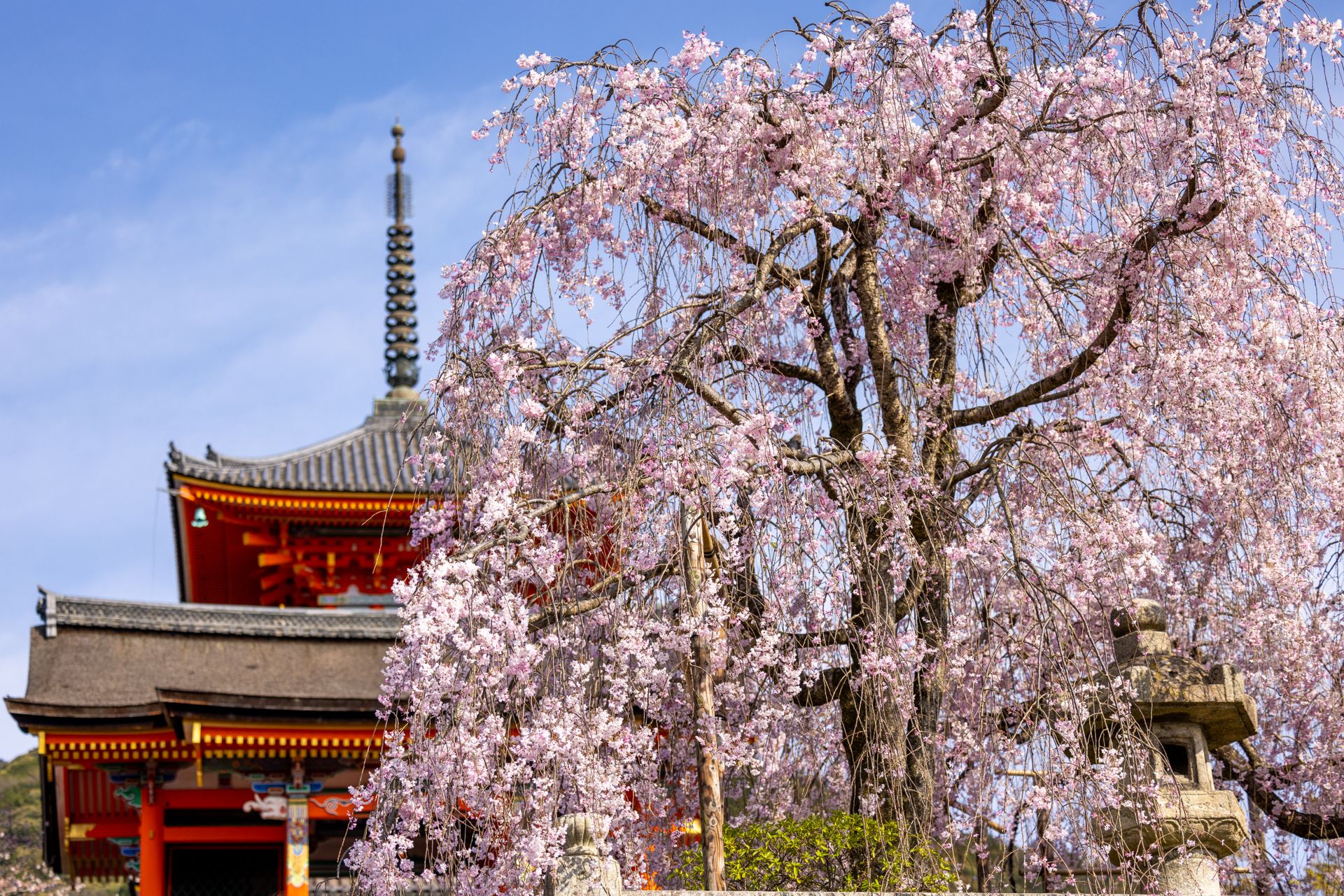 A weeping cherry tree in blossom beside the pagoda and gate of Kiyomizu-dera temple in Kyoto, Japan