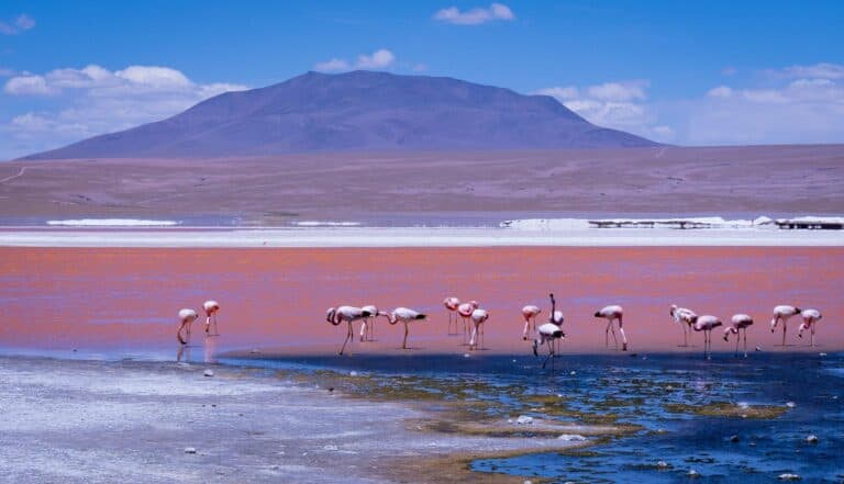 Flamingos in the red waters of Laguna Colorada, Bolivia