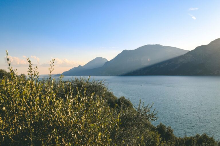 Olive trees above Lake Garda at sunset