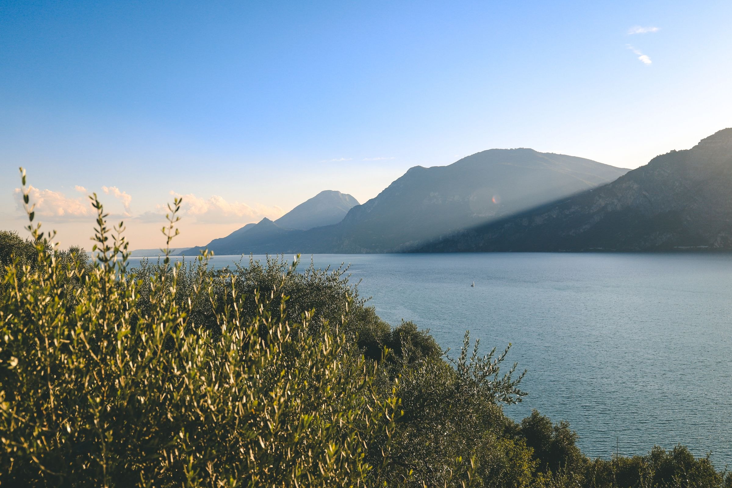 Olive trees above Lake Garda at sunset