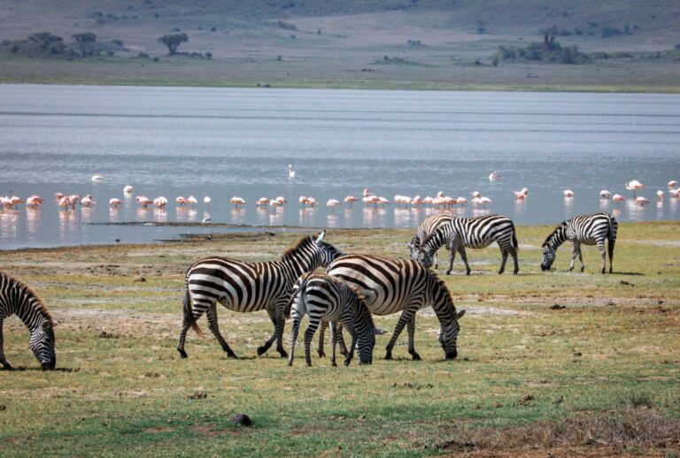 Zebras grazing by Lake Manyara with flamingos beyond