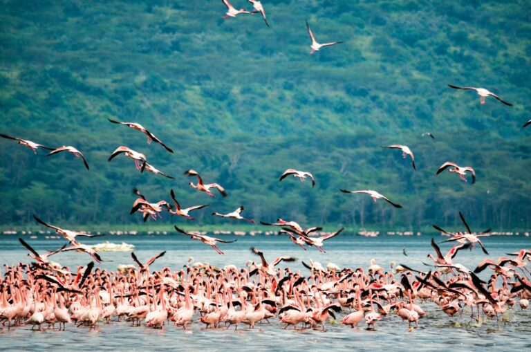 Flamingos on Lake Nakuru, Kenya