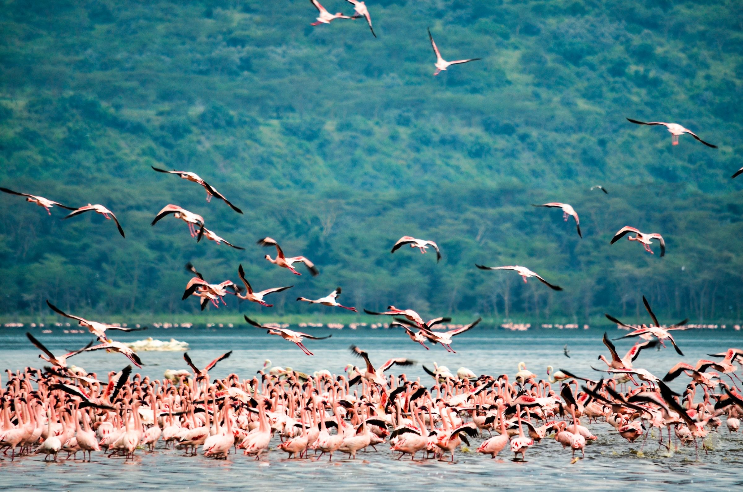 Flamingos on Lake Nakuru, Kenya