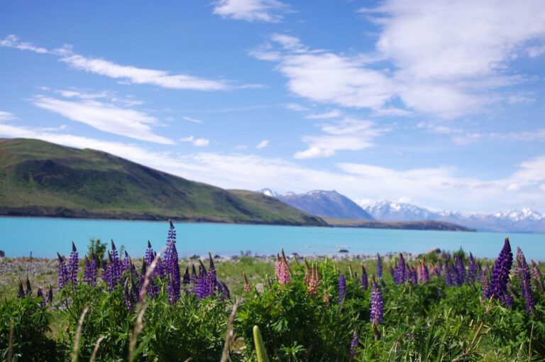 Lupins beside Lake Tekapo