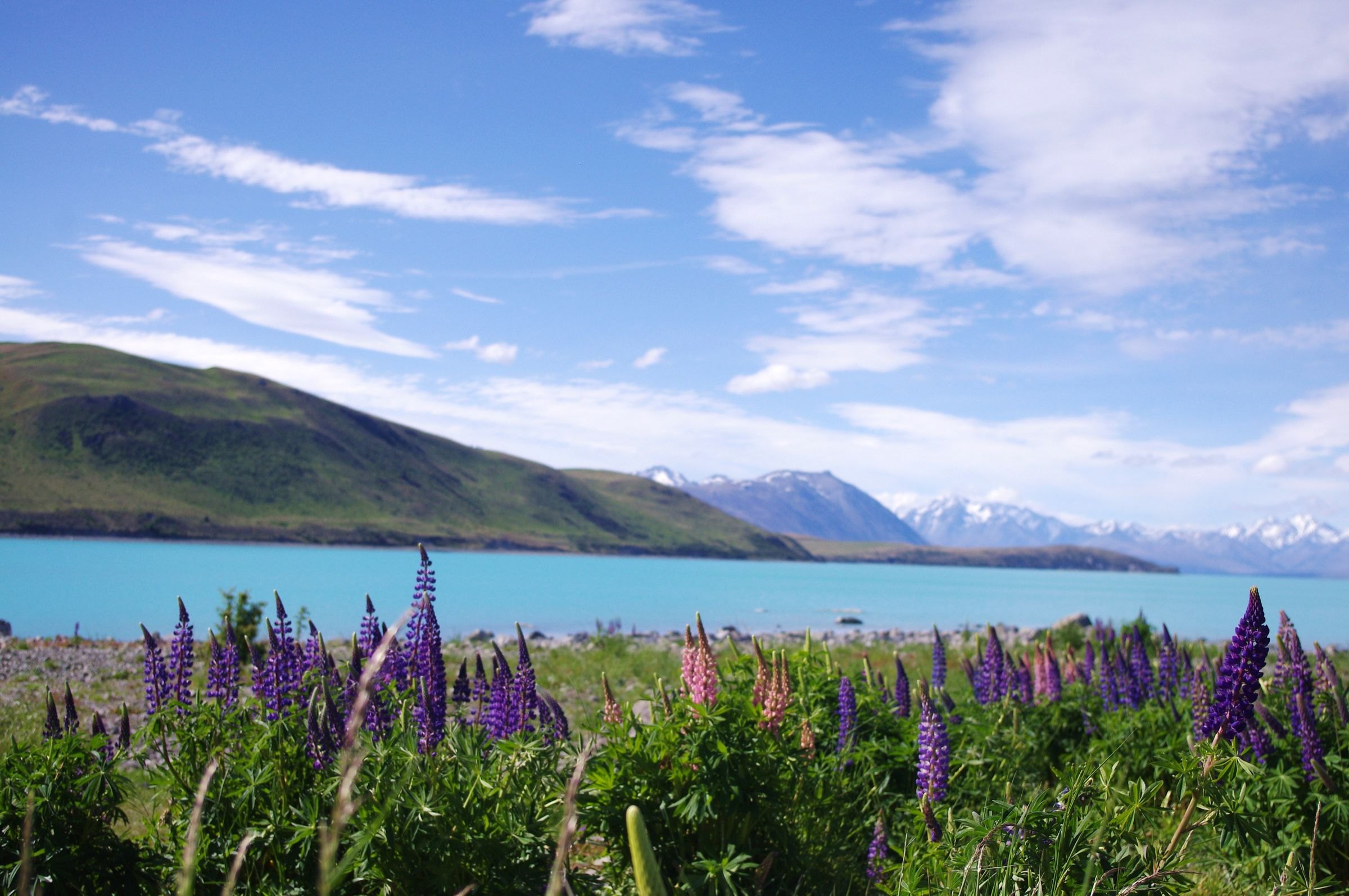 Lupins beside Lake Tekapo