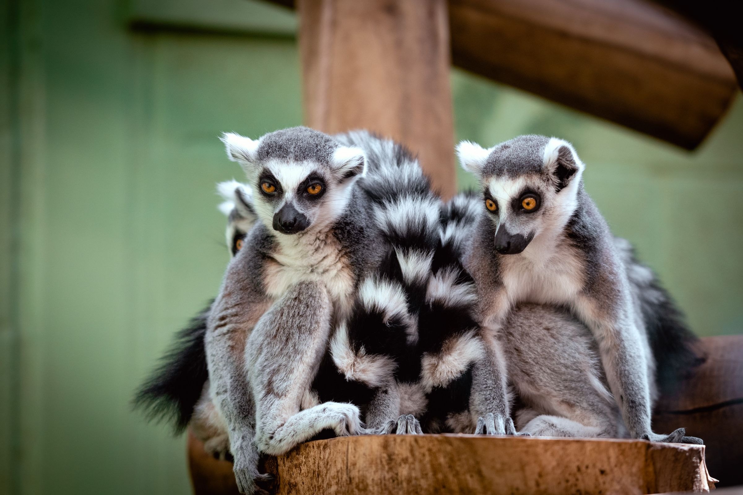 Ring-tailed lemurs huddled together
