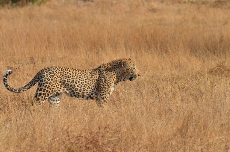A leopard walking through dry grassland