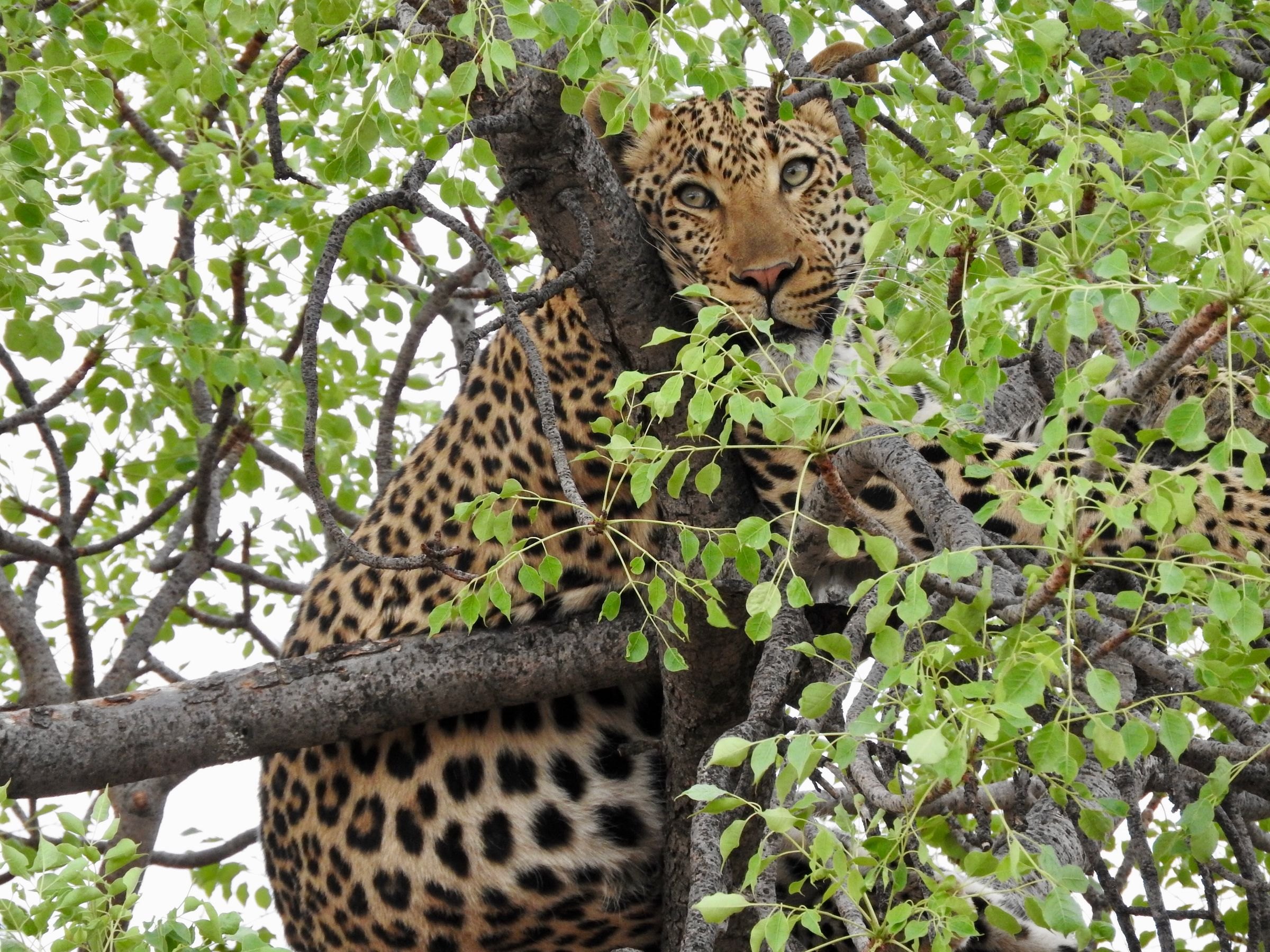 A leopard resting in a tree
