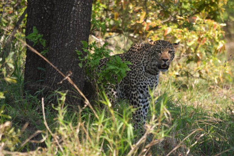 A leopard resting by a tree