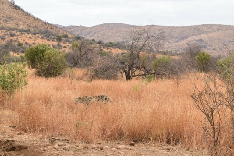 A leopard moving through the grass on the savannah