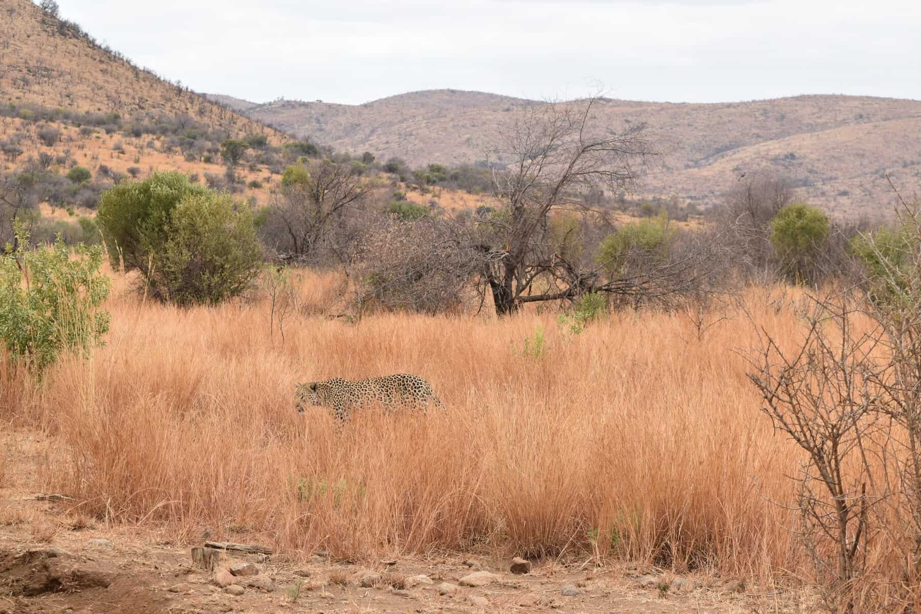 A leopard moving through the grass on the savannah