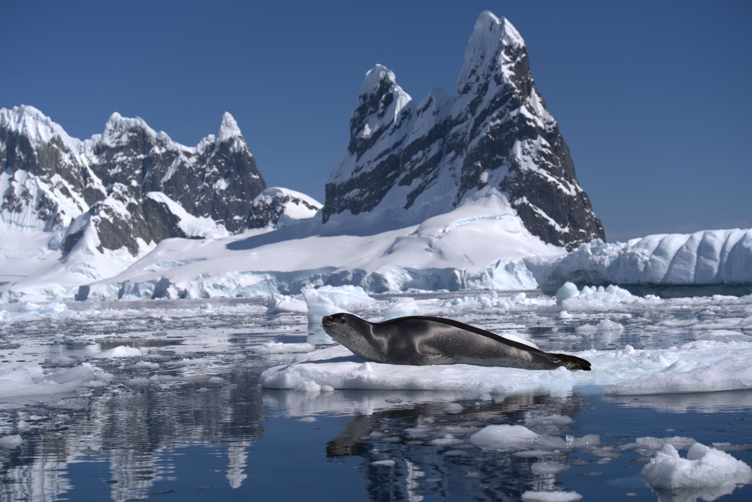 A leopard seal on an iceberg in Antarctica