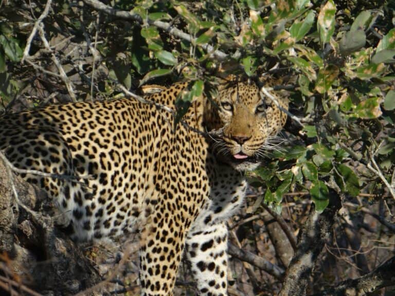 A leopard in the South African bush