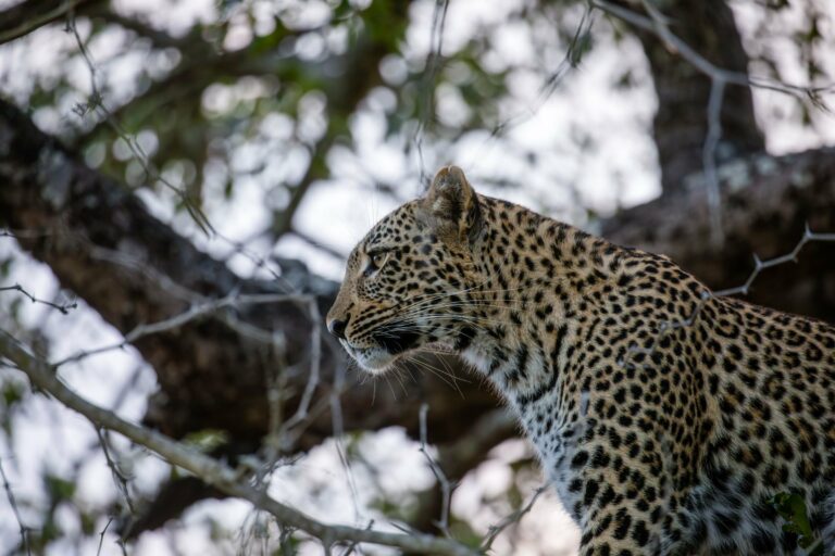 A leopard resting in a tree