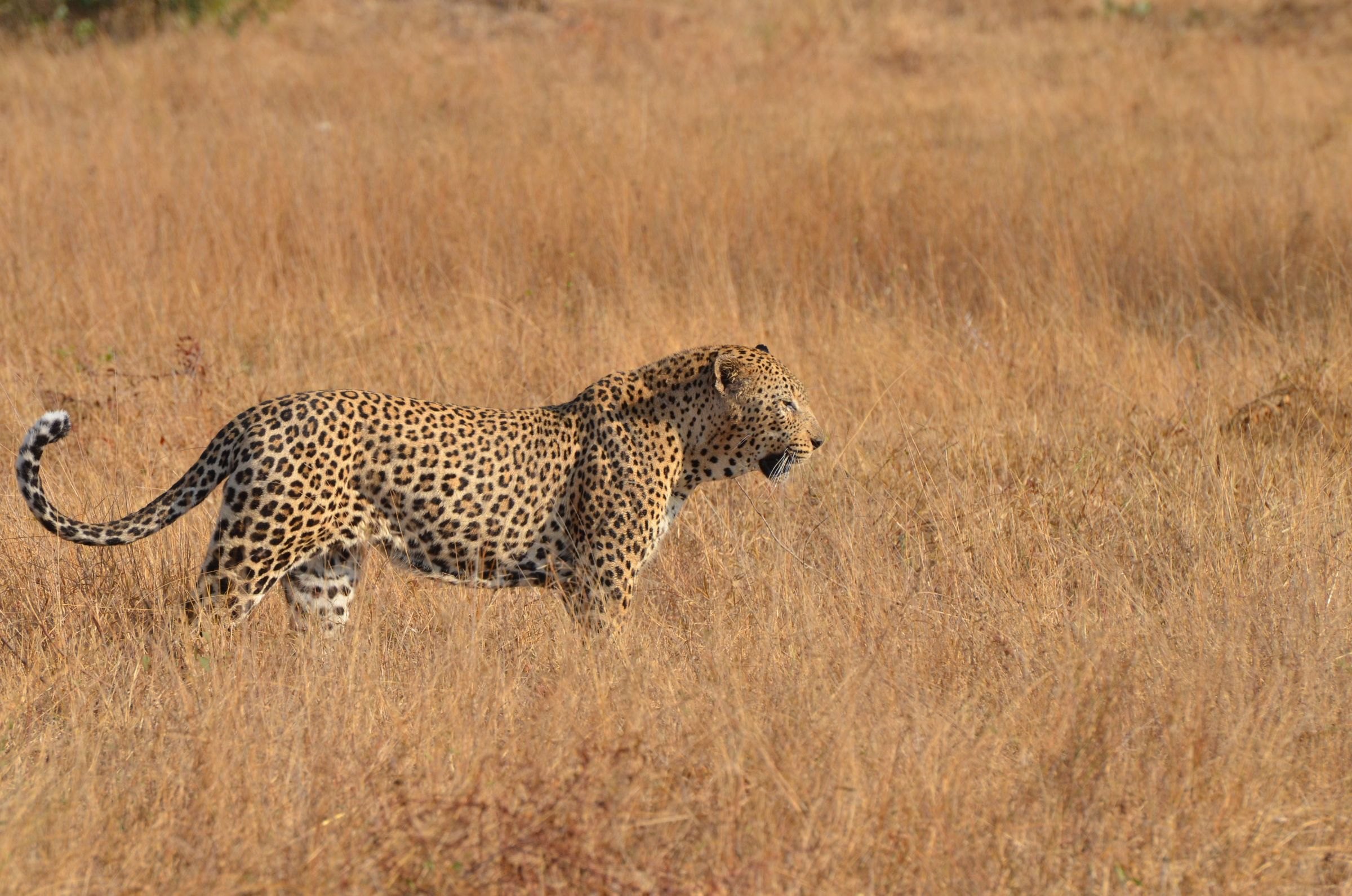A leopard walking through dry grassland