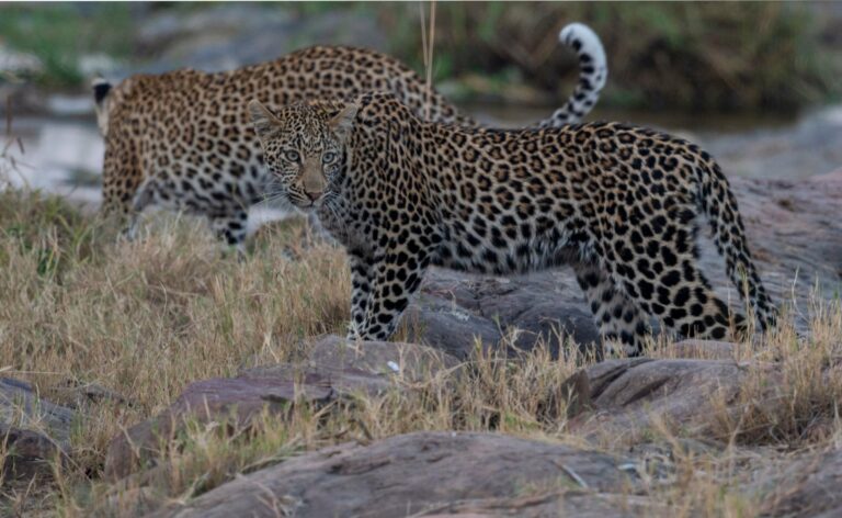Two leopards on the savannah