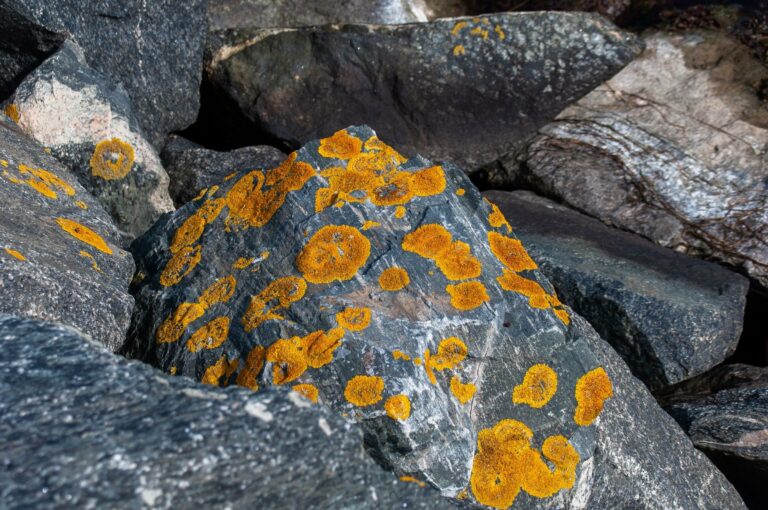 Orange lichen on coastal rocks