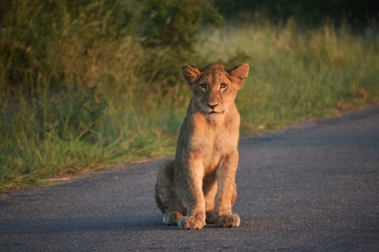 A lion cub sitting on a safari road in South Africa