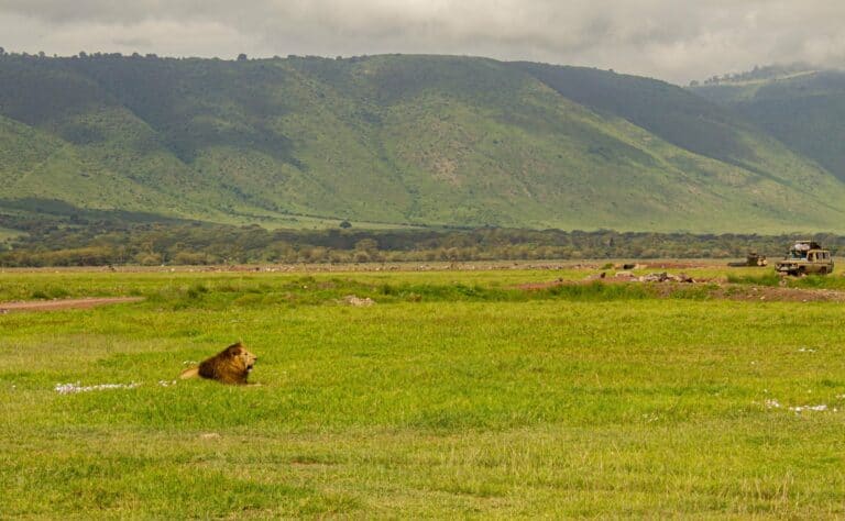 A lion resting on the floor of Ngorongoro Crater