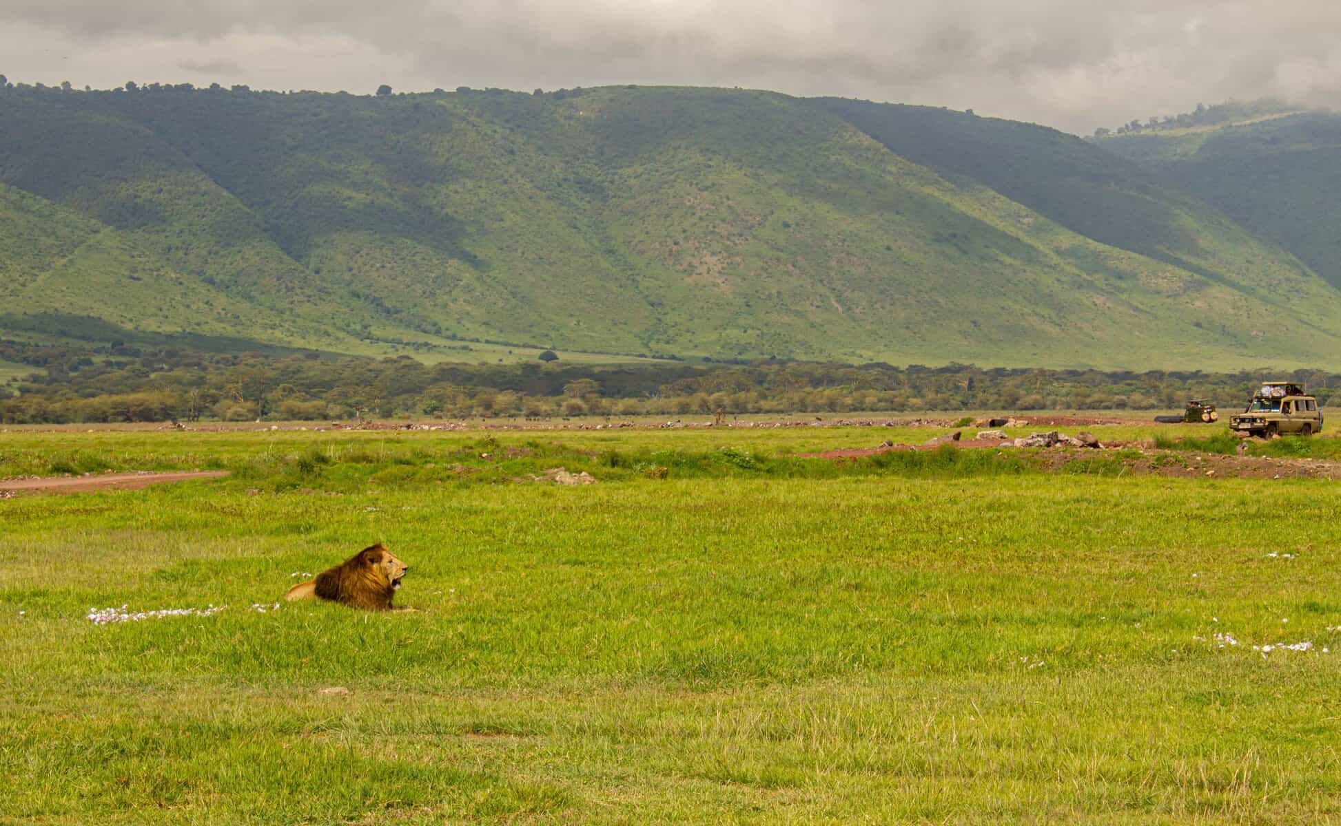 A lion resting on the floor of Ngorongoro Crater