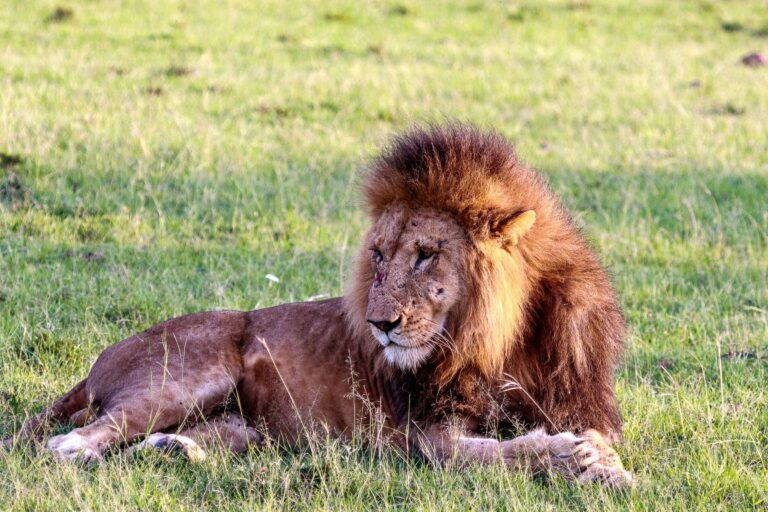 A lion resting in the grass of the Serengeti