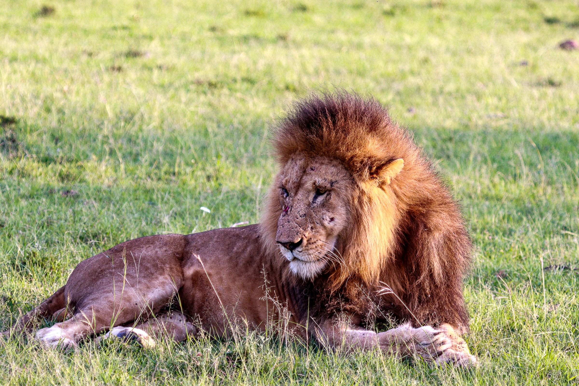 A lion resting in the grass of the Serengeti