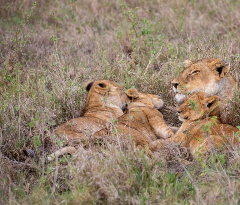 A lioness and cubs resting in the grass