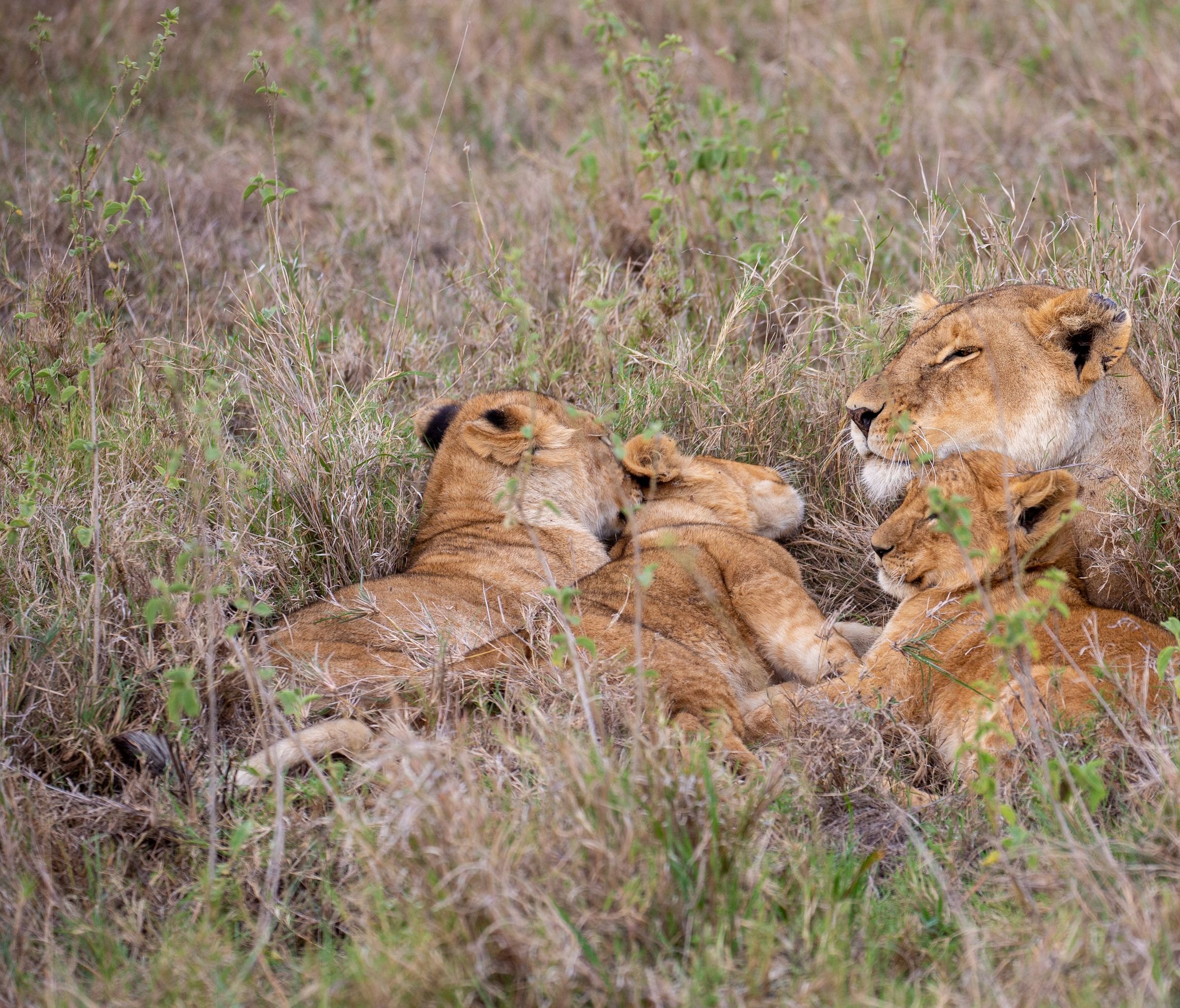 A lioness and cubs resting in the grass