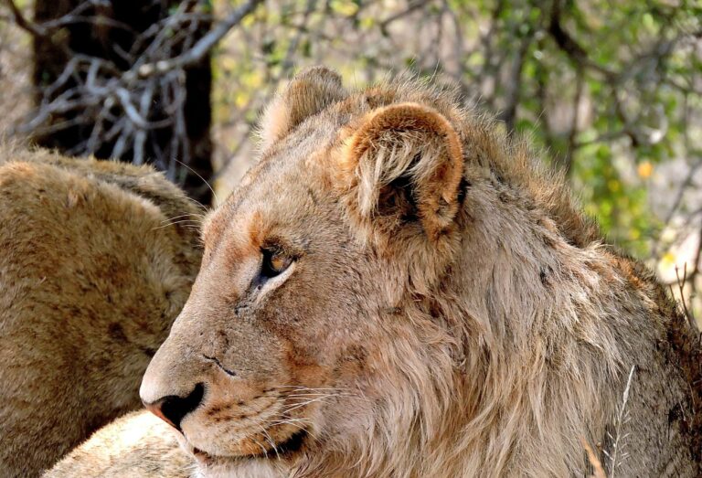 A lioness in the South African bush
