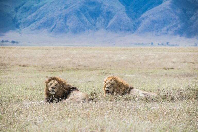 Two lions resting on the grasslands of northern Tanzania