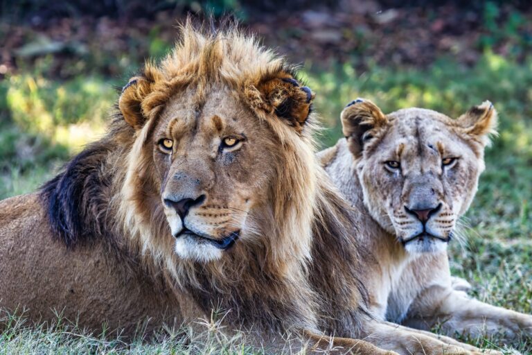 A pair of lions resting in the grass