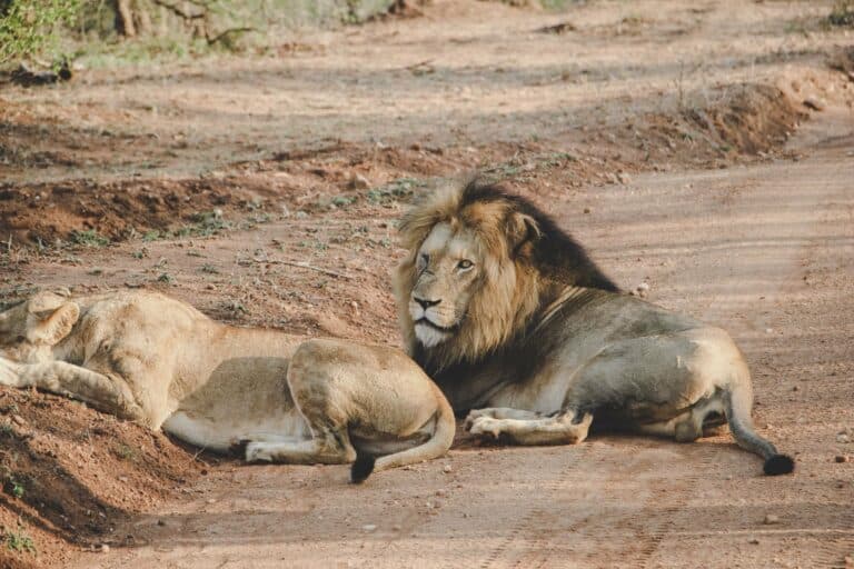 Two lions resting on a track in South Africa