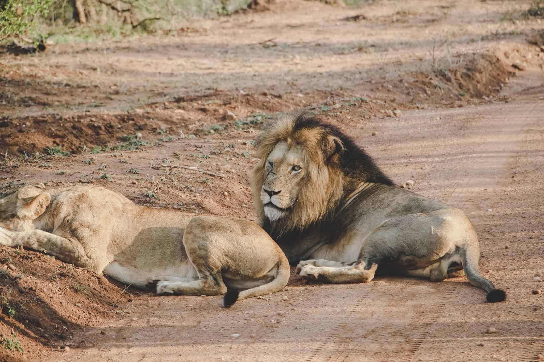 Two lions resting on a track in South Africa