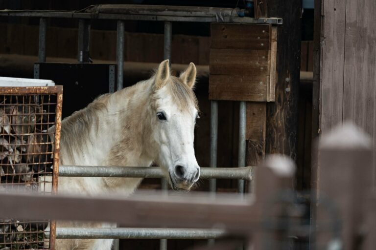 A Lipizzaner horse