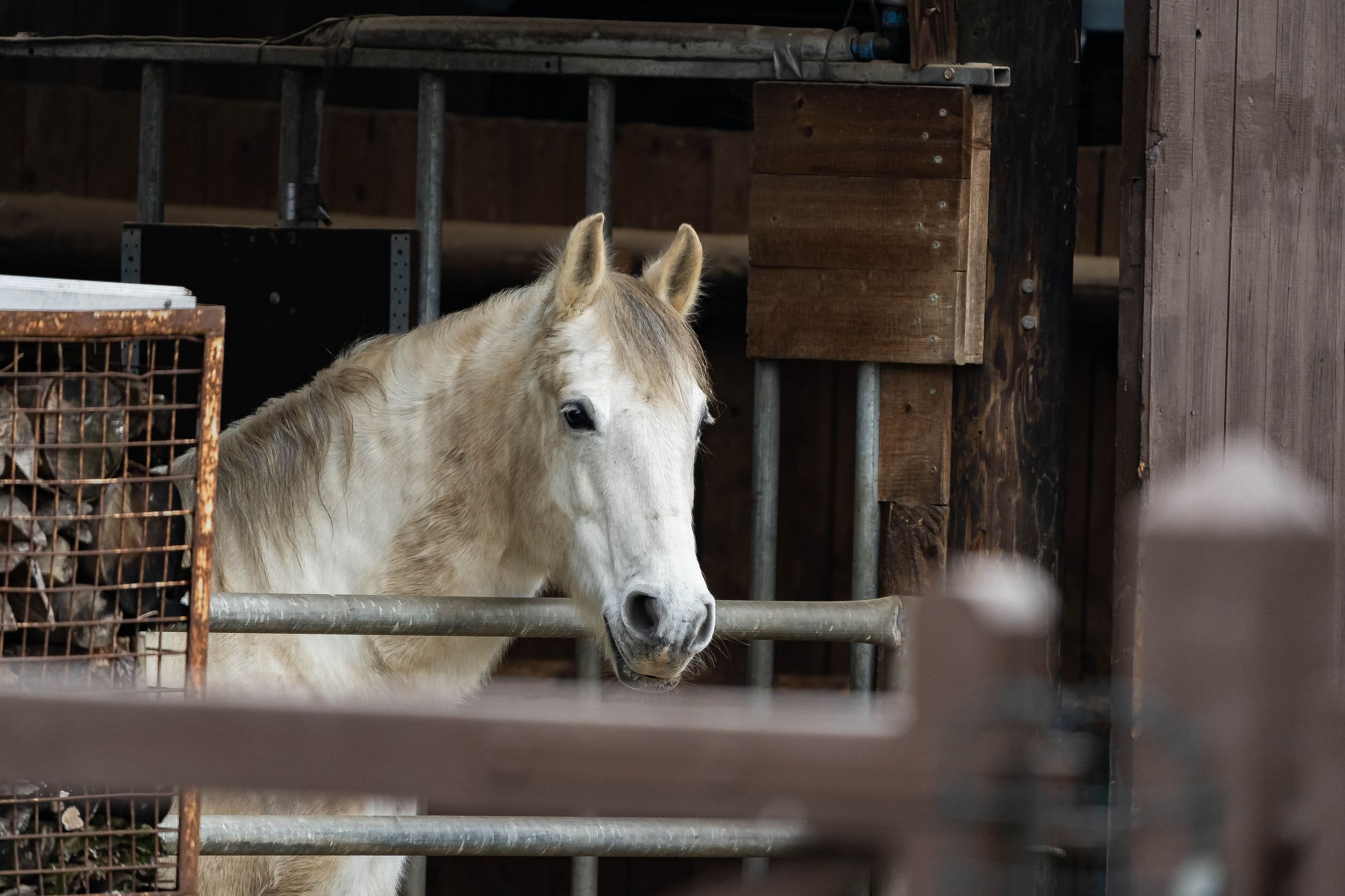 A Lipizzaner horse