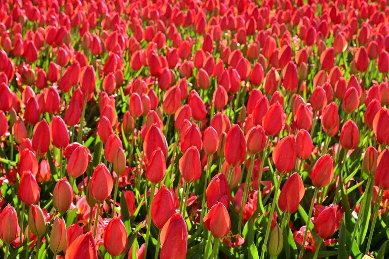 A field of red tulips near Lisse