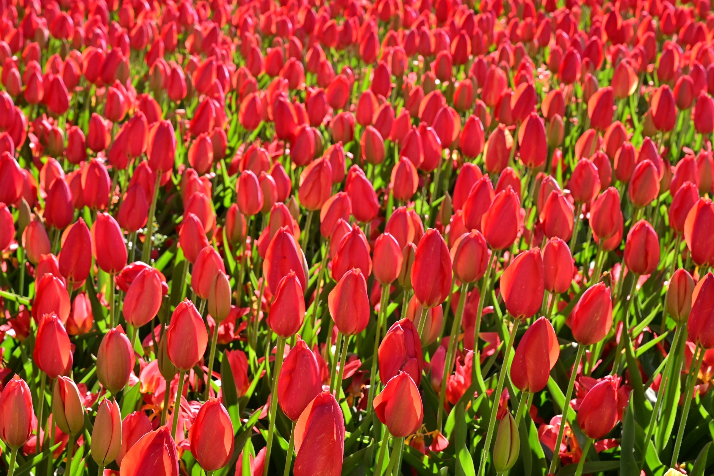 A field of red tulips near Lisse