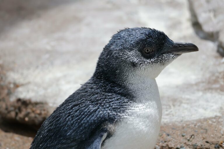 A little penguin