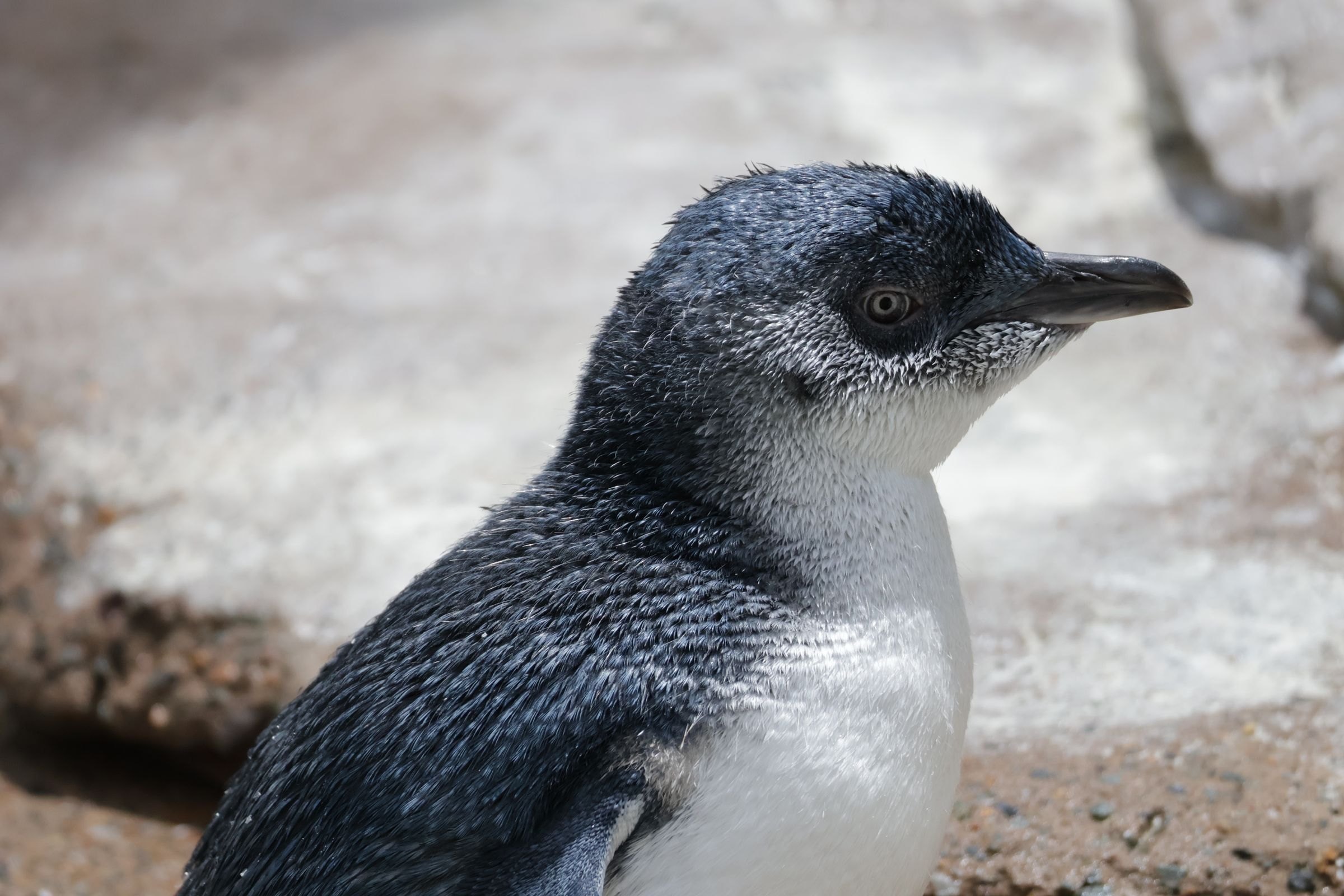 A little penguin